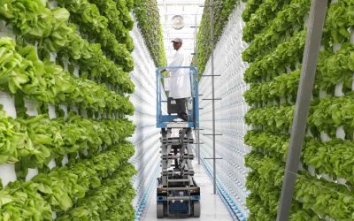 WHAT IS VERTICAL FARMING AND ITS BENIFITS